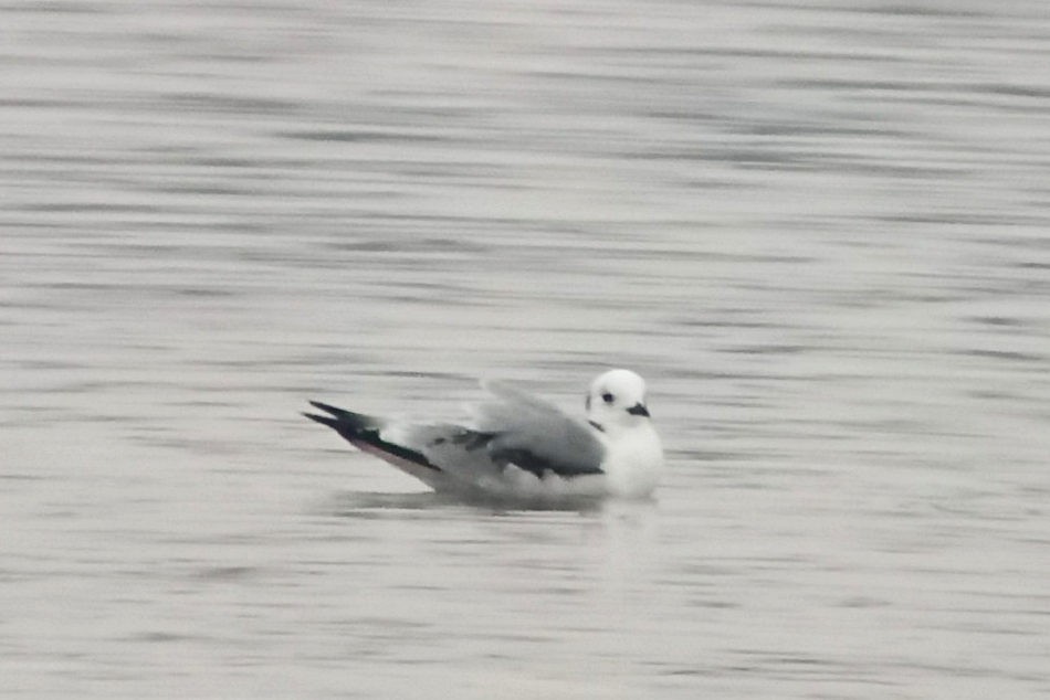 Mouette tridactyle - ML280586091