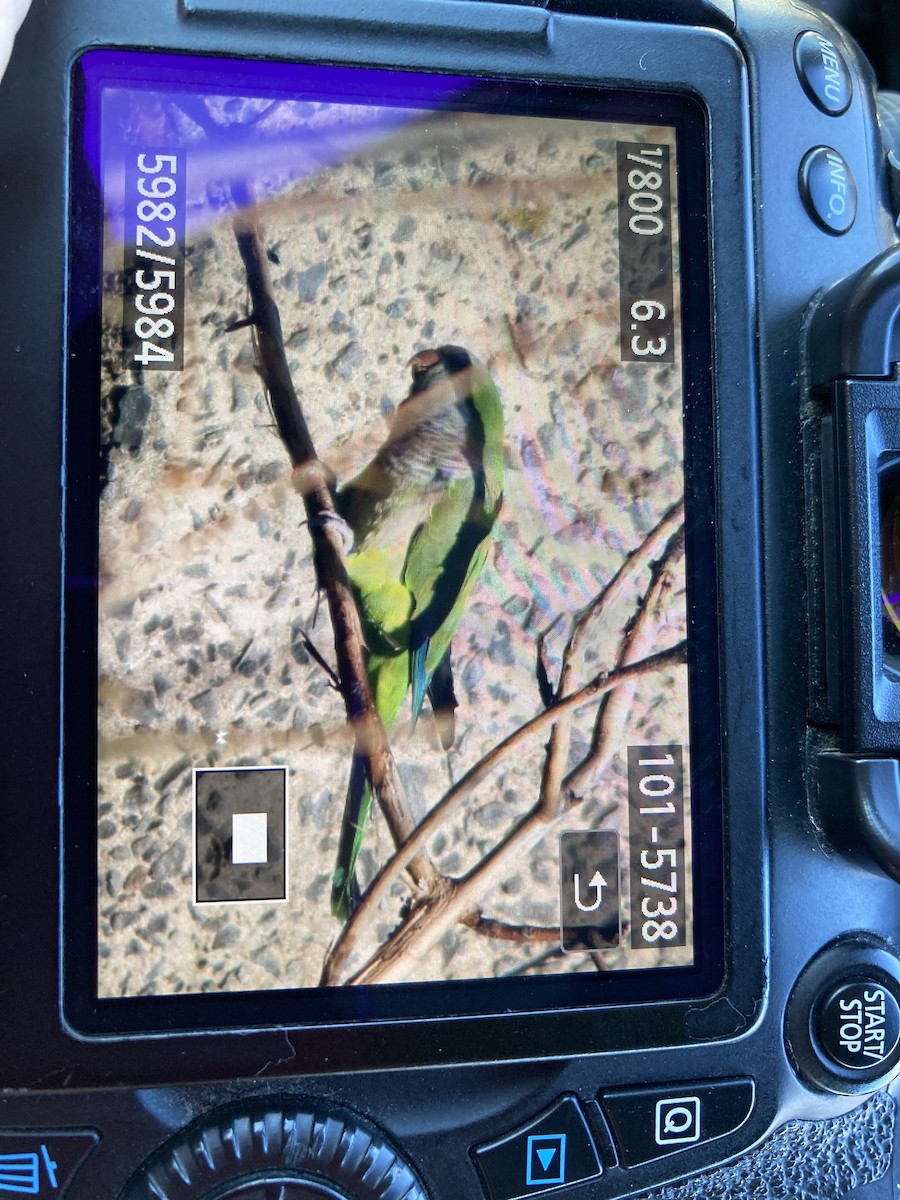 Monk Parakeet - ML280586711