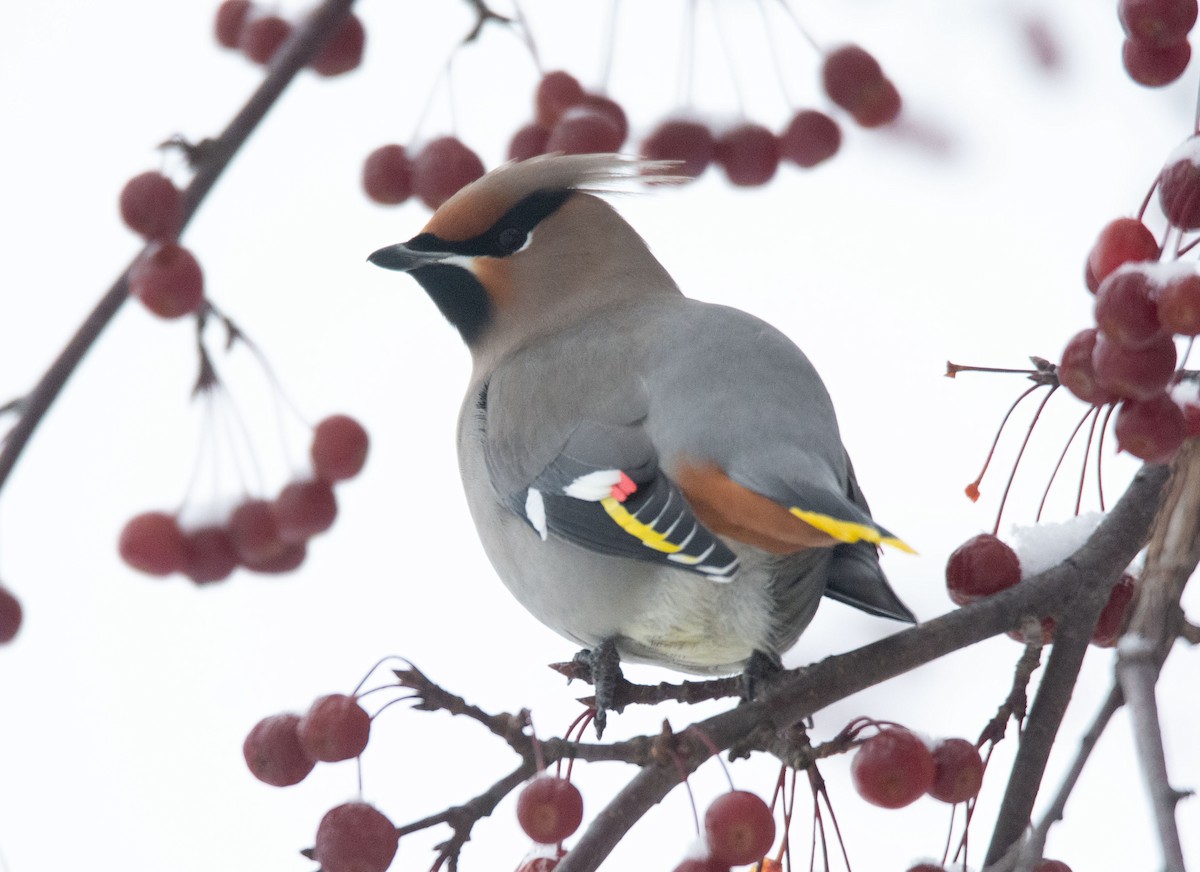 Bohemian Waxwing - ML280587331