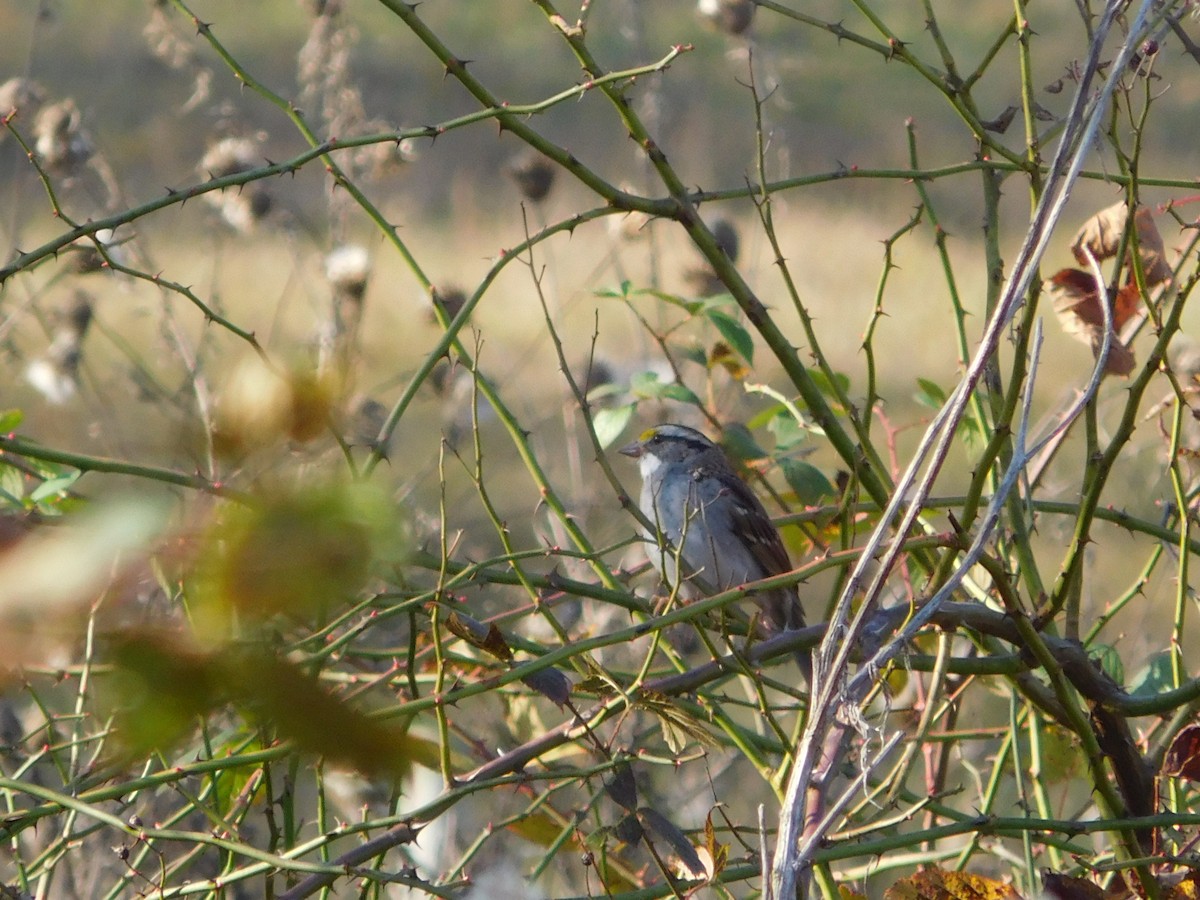 White-throated Sparrow - ML280587351