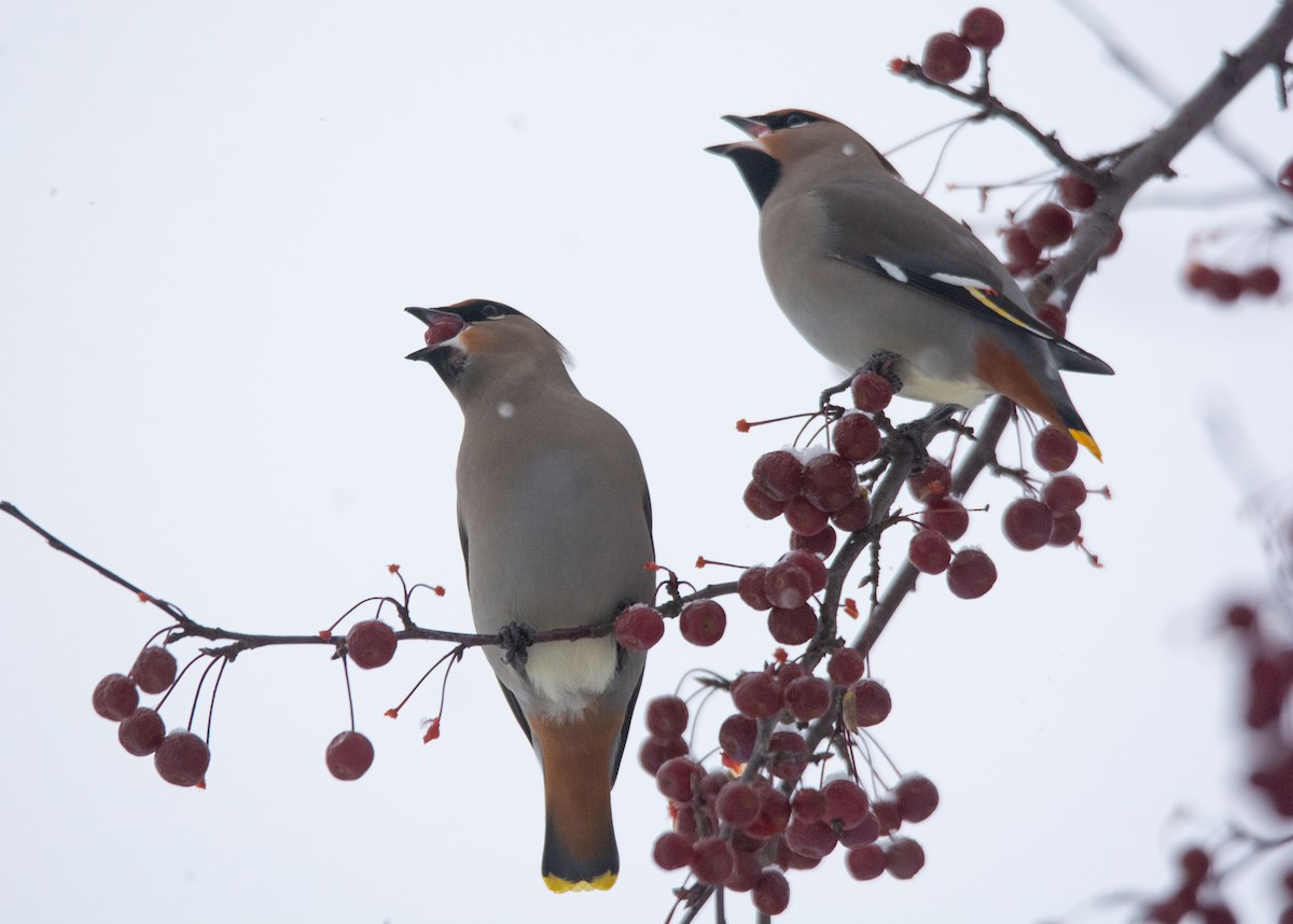 Bohemian Waxwing - ML280587441