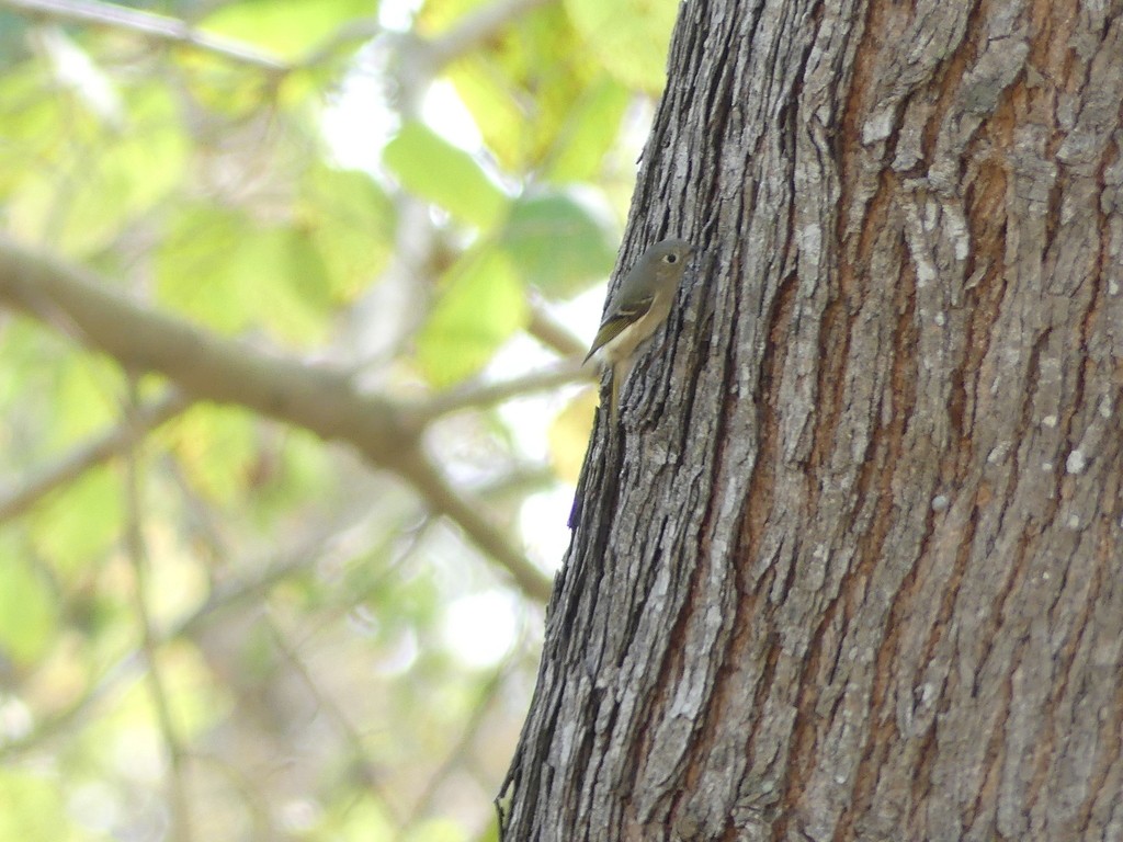 Ruby-crowned Kinglet - ML280588771