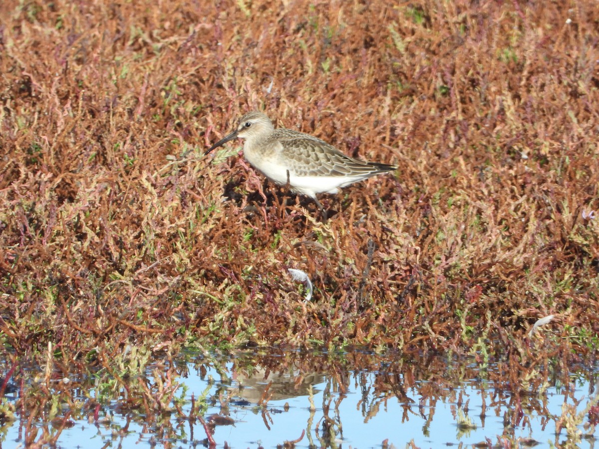 Curlew Sandpiper - ML280589051