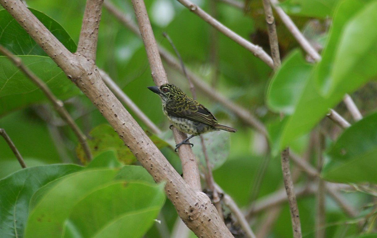 Speckled Tinkerbird - ML280592861