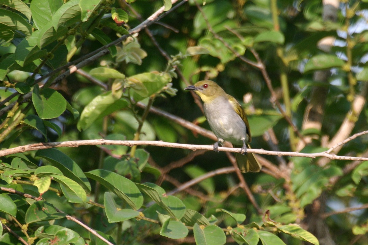 Yellow-necked Greenbul - ML280593121