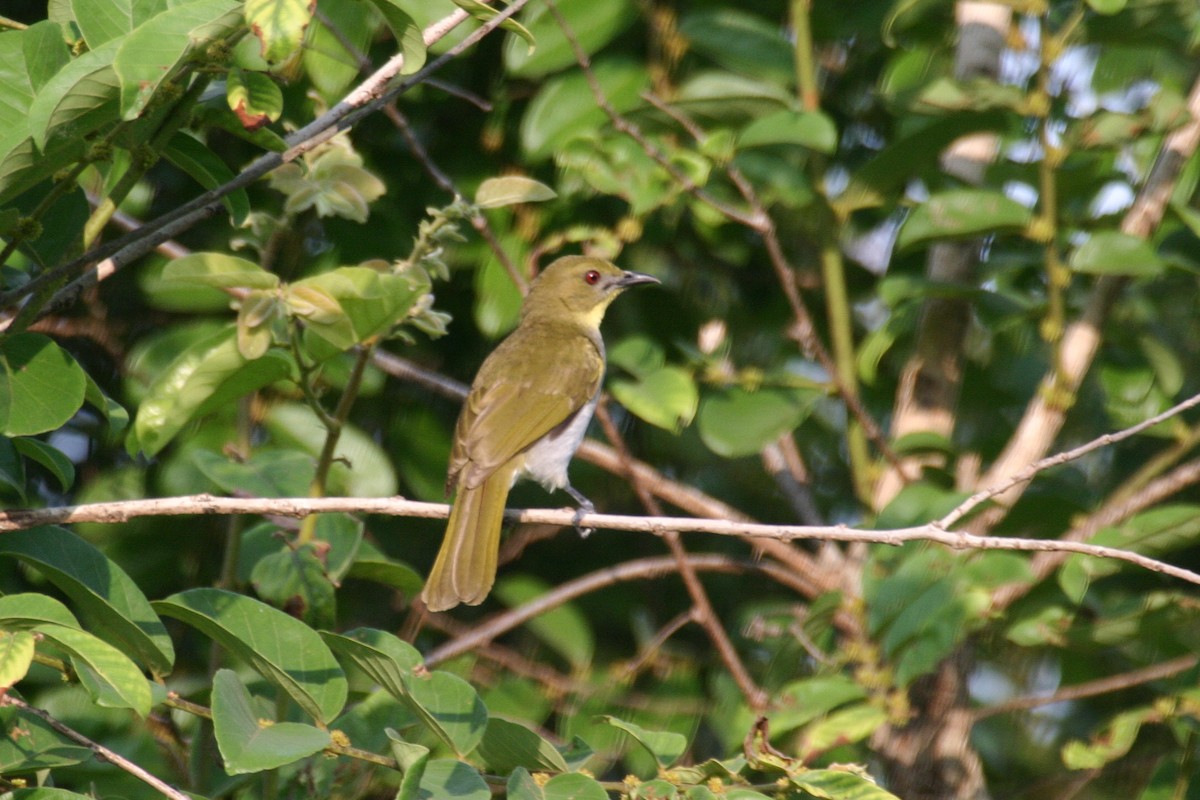 Yellow-necked Greenbul - ML280593131