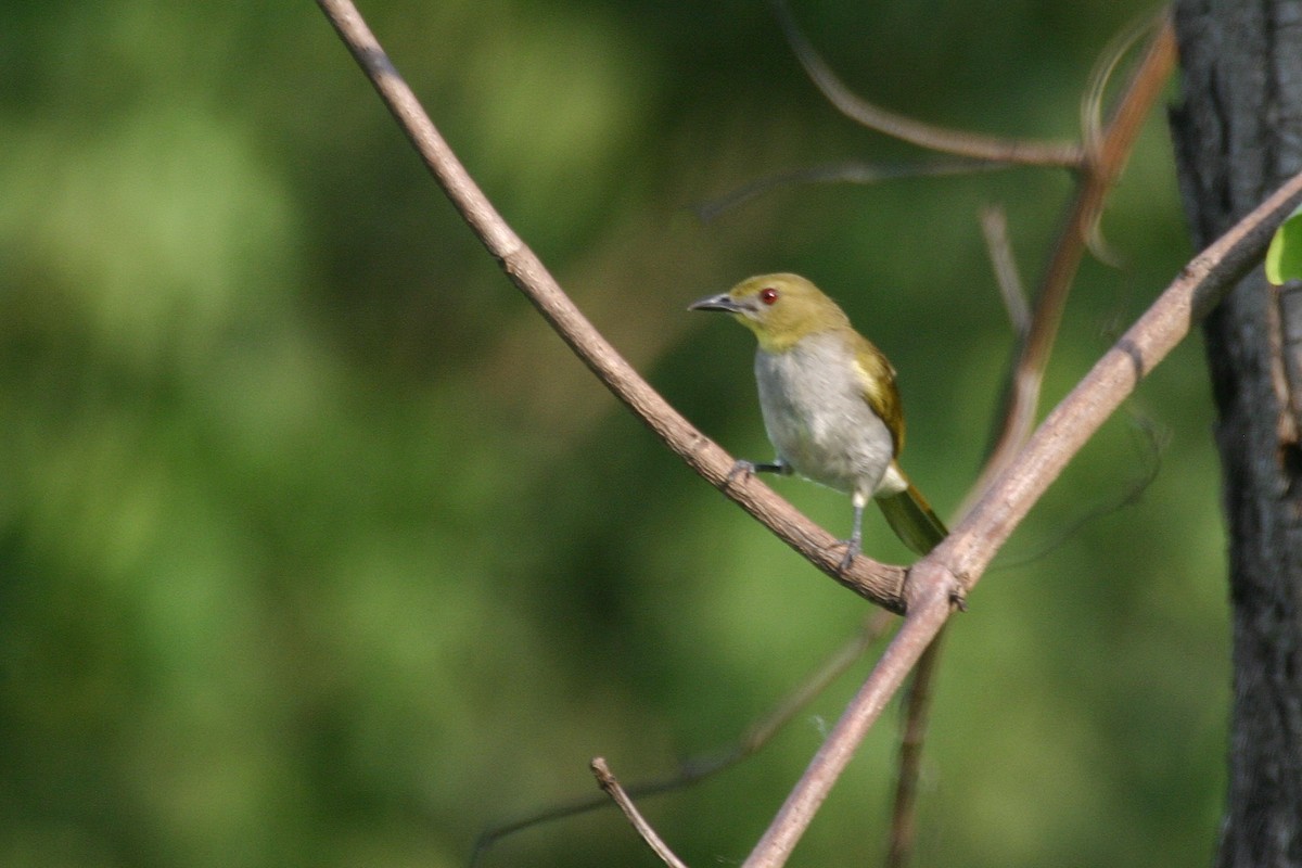 Yellow-necked Greenbul - Simon Colenutt