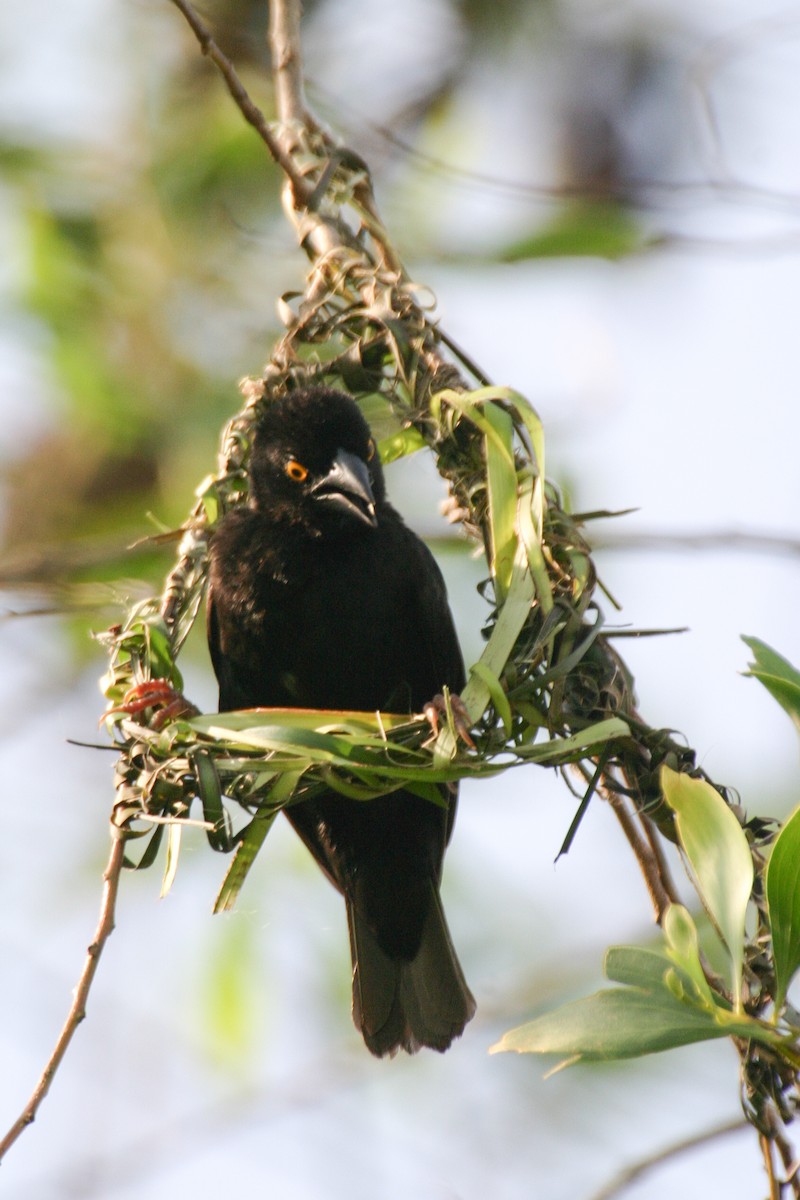 Vieillot's Black Weaver - Simon Colenutt