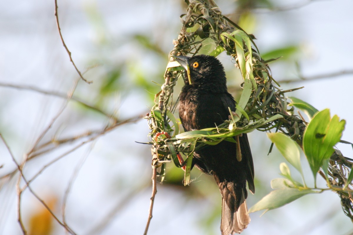 Vieillot's Black Weaver - ML280593461