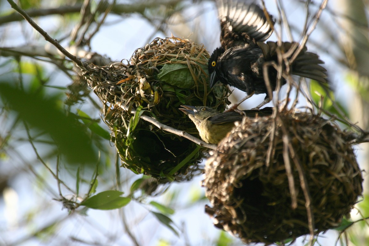 Vieillot's Black Weaver - Simon Colenutt