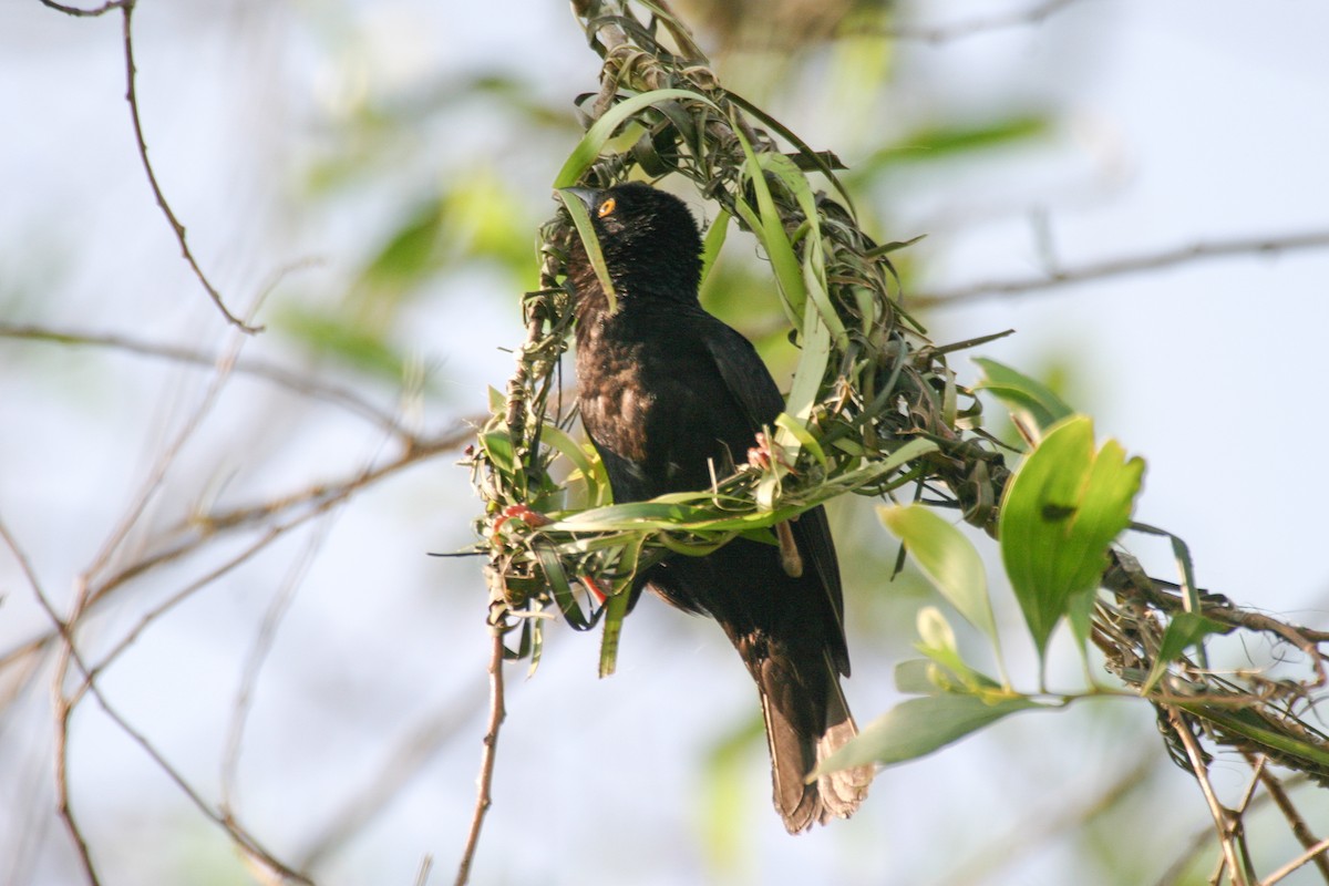 Vieillot's Black Weaver - ML280593541