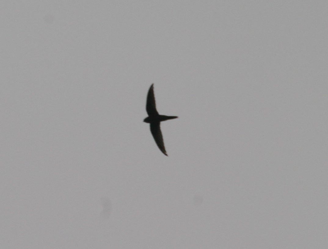 large swift sp. - Simon Colenutt