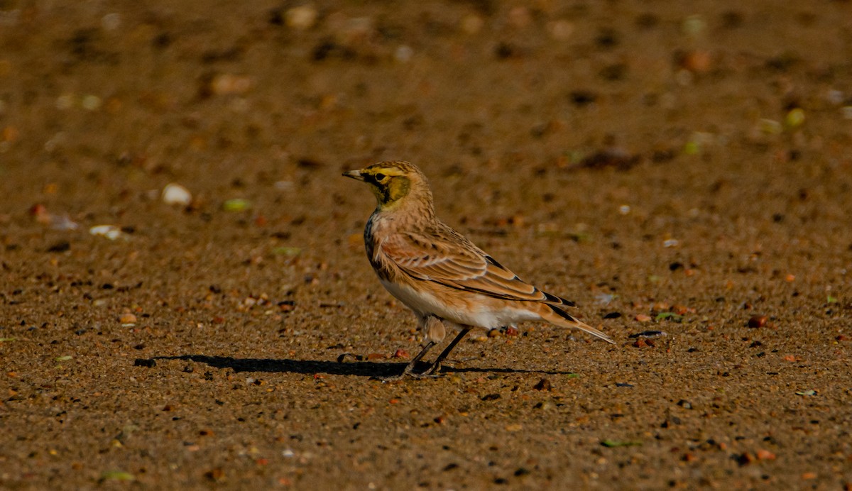 Horned Lark - ML280594621