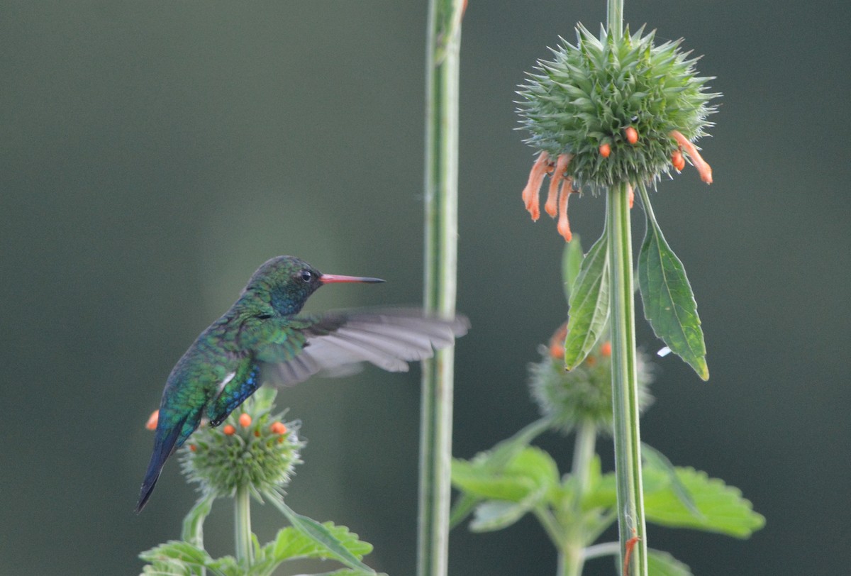 Glittering-bellied Emerald - ML280598231