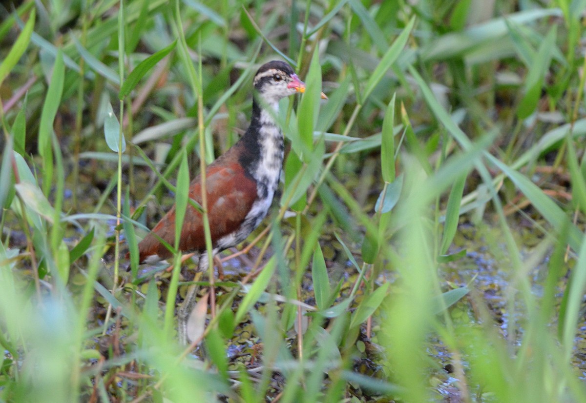 Jacana Suramericana - ML280598311