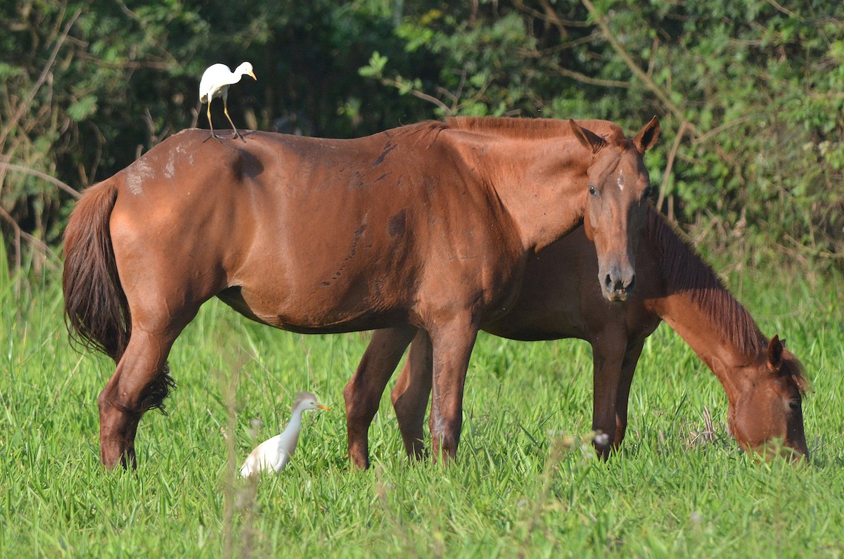 Western Cattle Egret - ML280598411