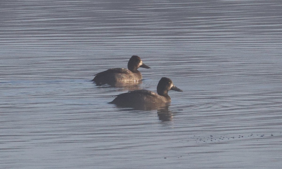 Lesser Scaup - Debra Rittelmann