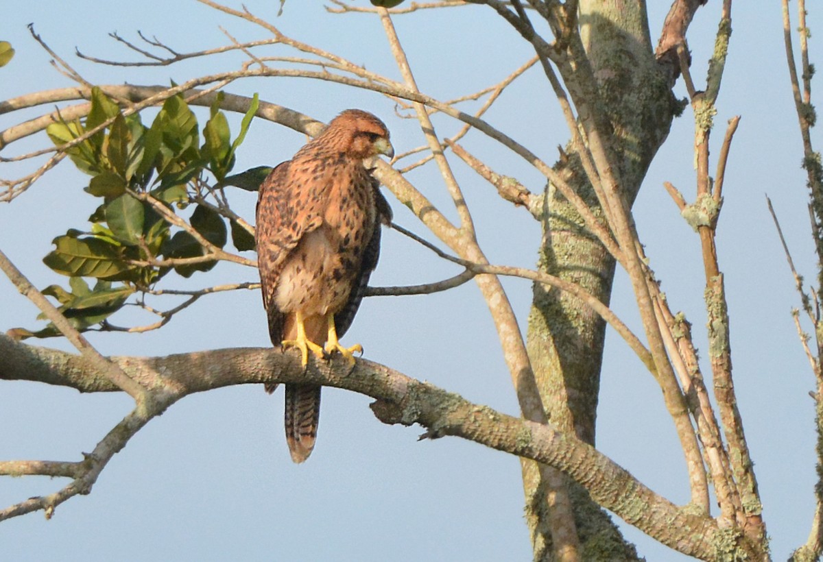 Harris's Hawk - ML280598591