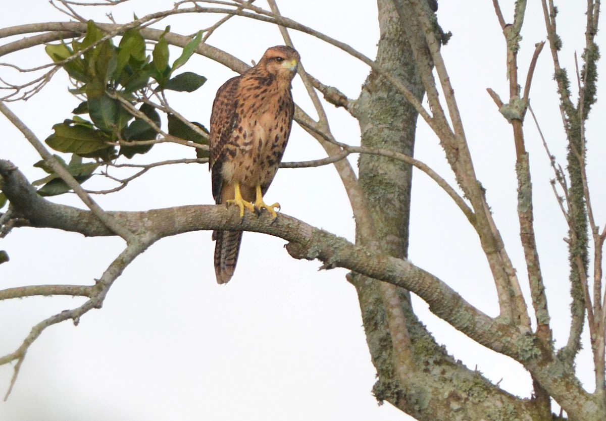 Harris's Hawk - ML280598601