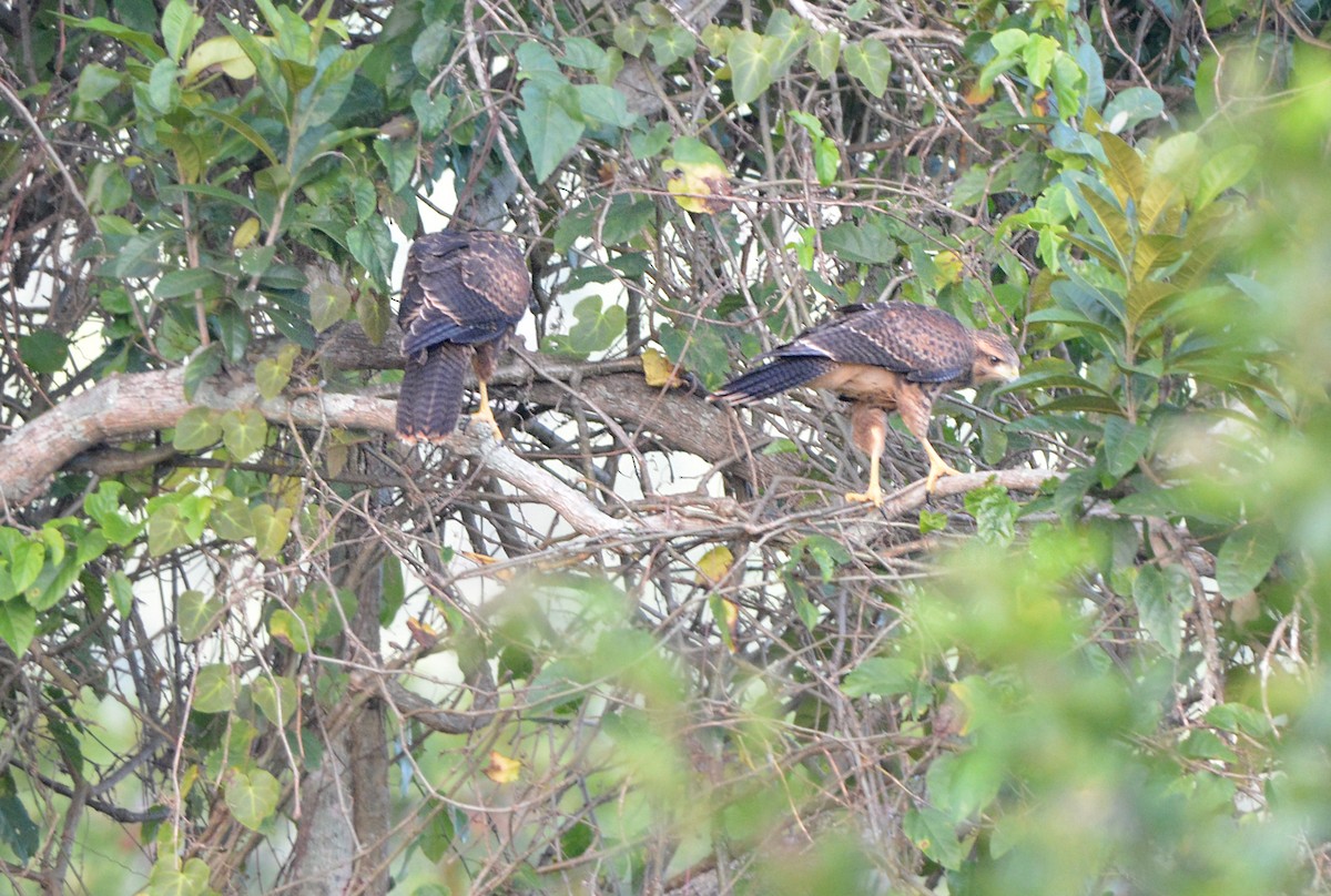 Harris's Hawk - ML280598611