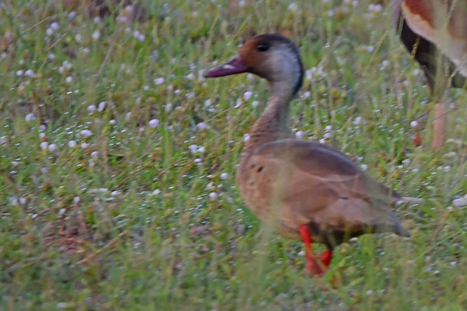 Pato Brasileño - ML280598651