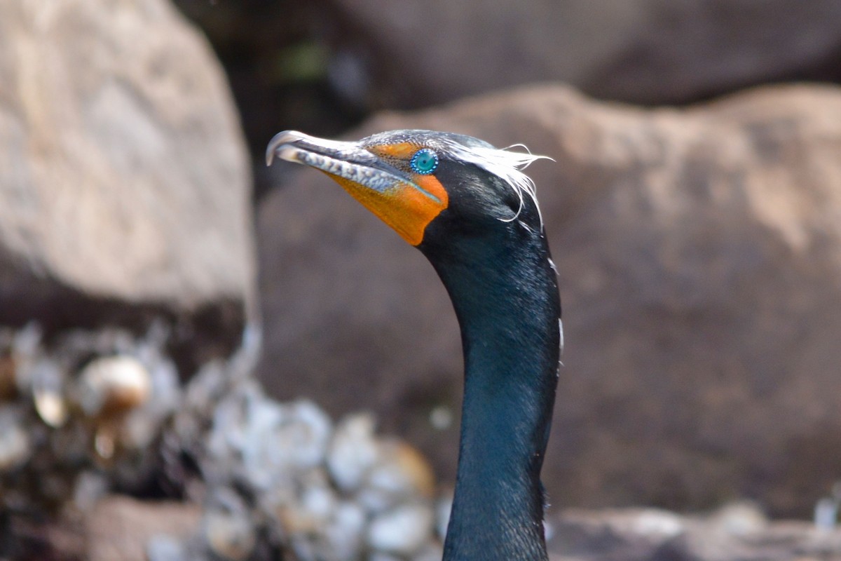 Cormorán Orejudo - ML280598721