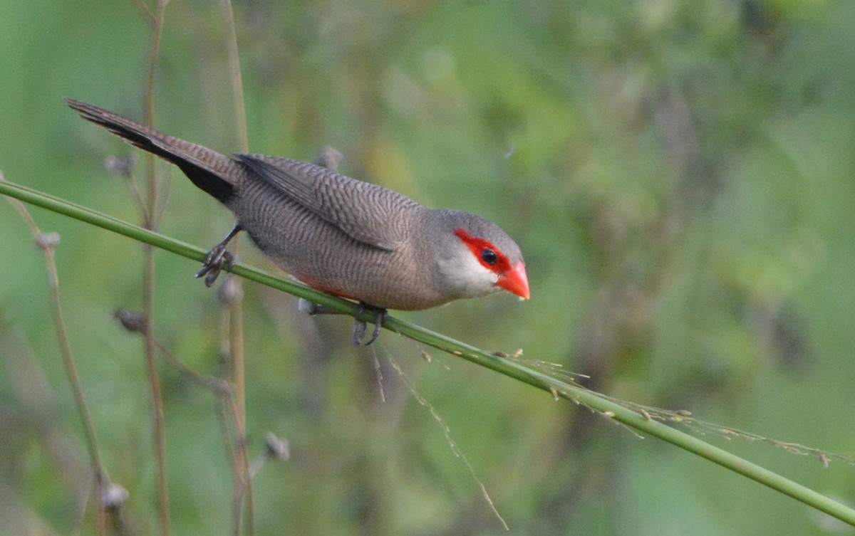 Common Waxbill - Luiz Moschini