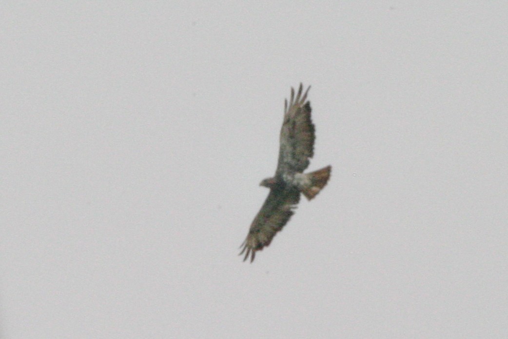 Red-necked Buzzard - ML280599051