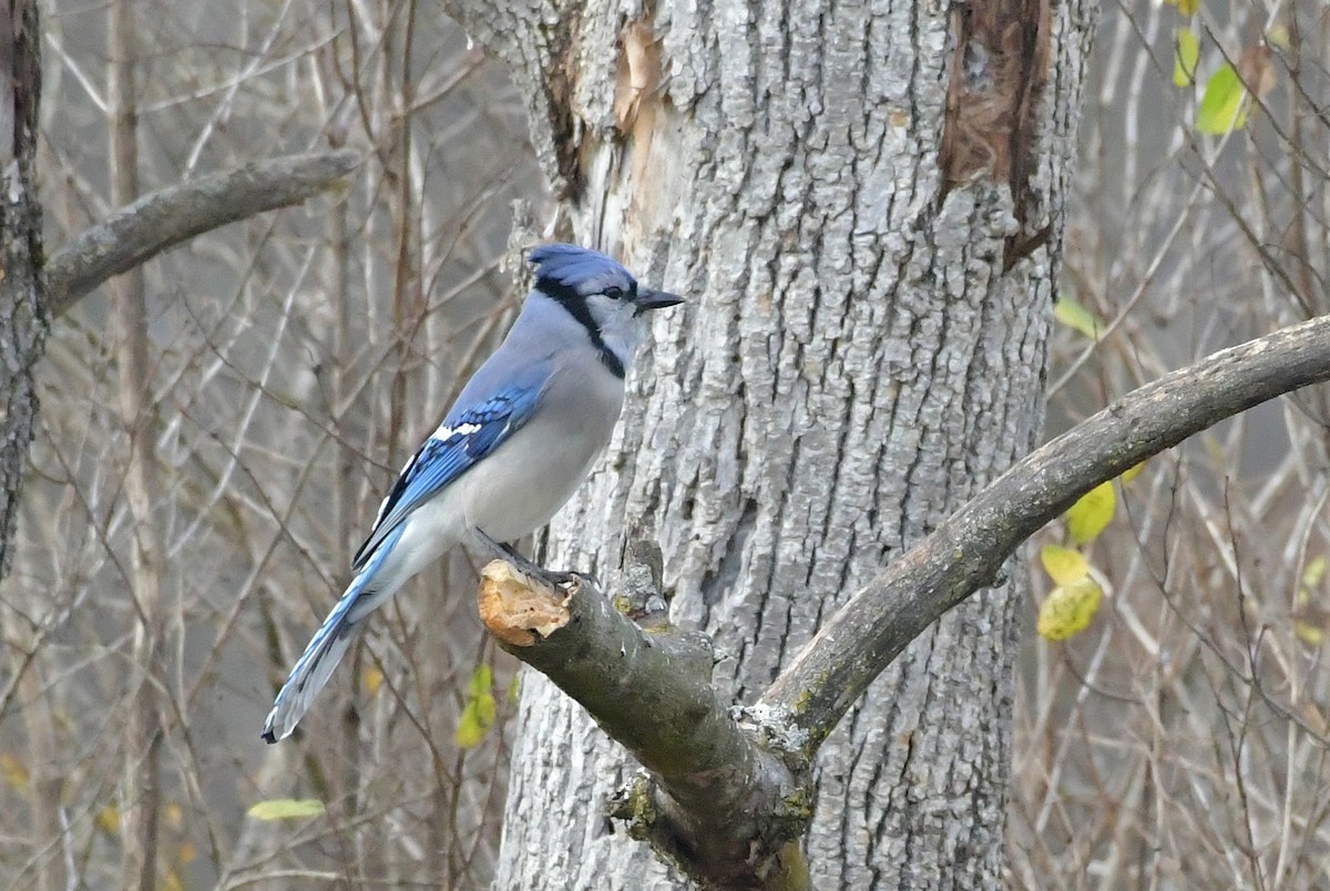 Blue Jay - ML280600241