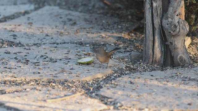 Wrentit - ML280600801