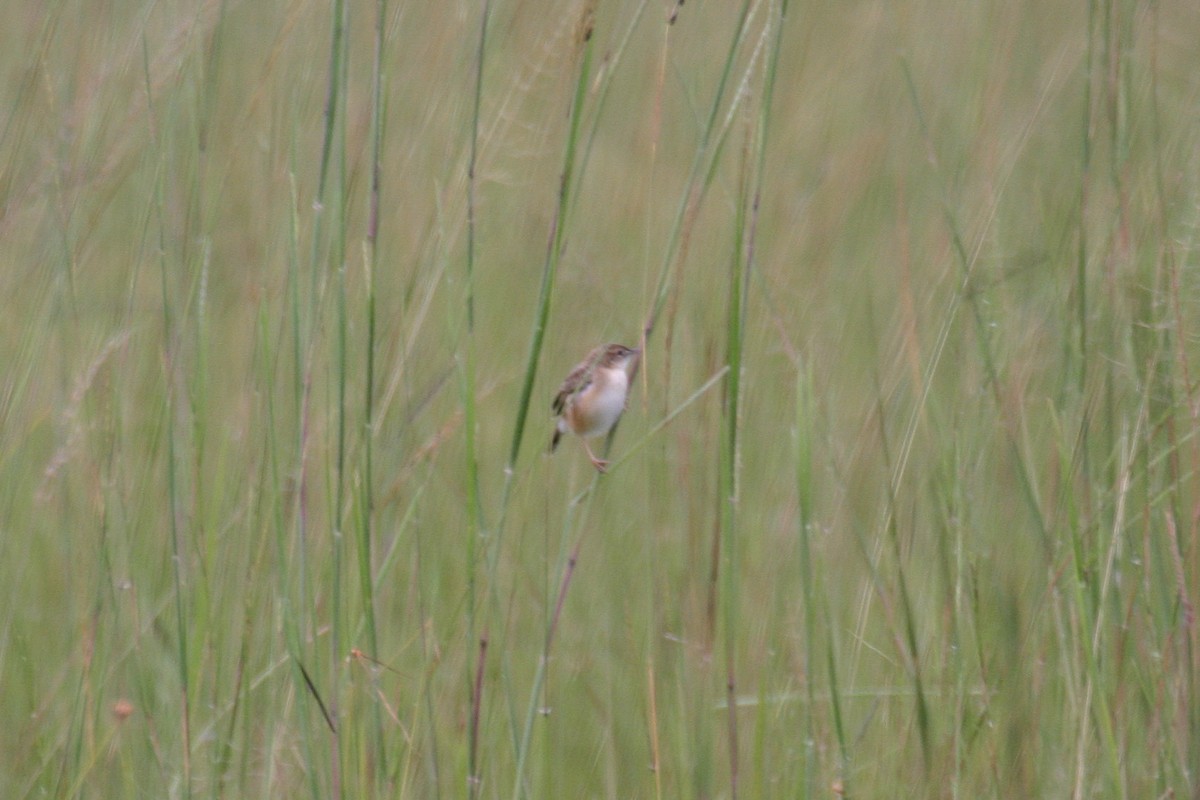 Pectoral-patch Cisticola - ML280601011