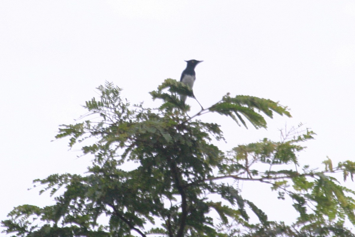 Black-and-white Shrike-flycatcher - ML280601101