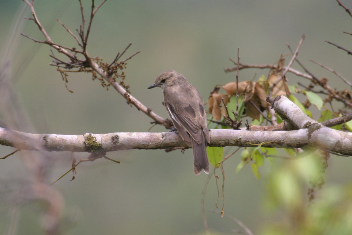 Pale Flycatcher - ML280601161
