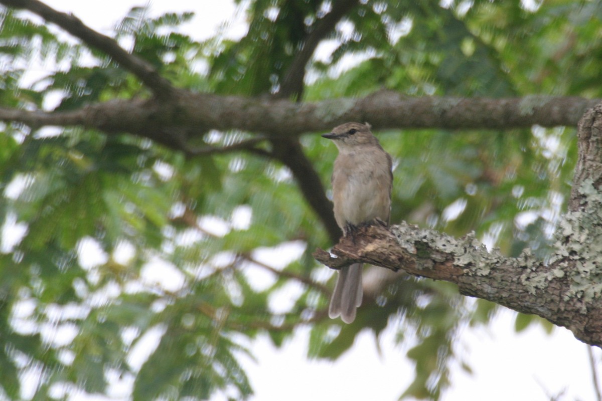Pale Flycatcher - ML280601181