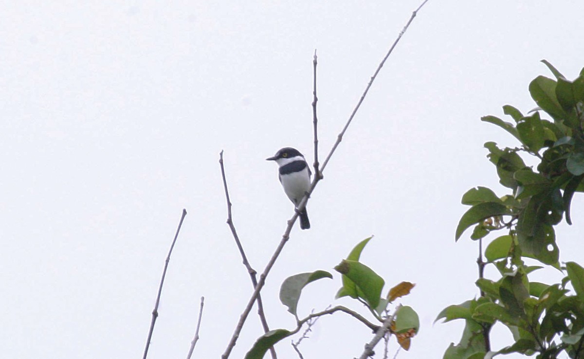 lundbatis - ML280601251