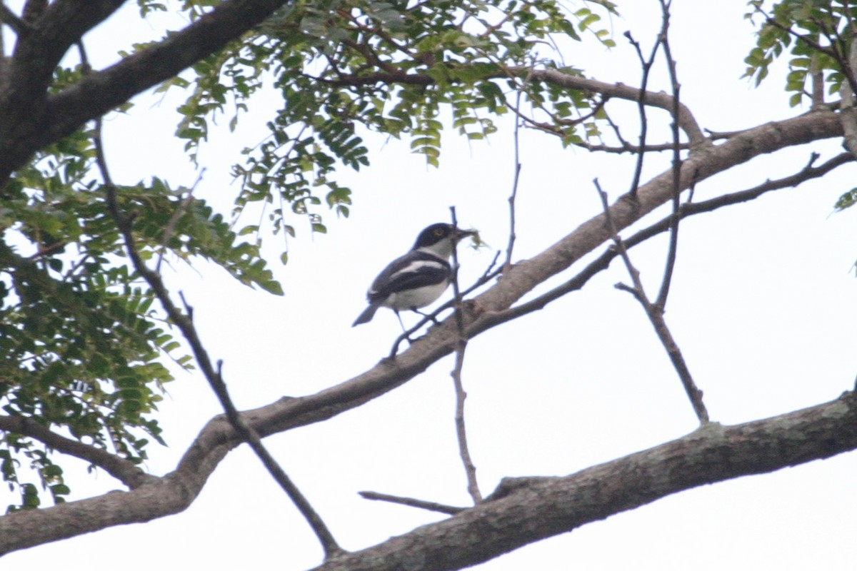 Angola Batis - ML280601261