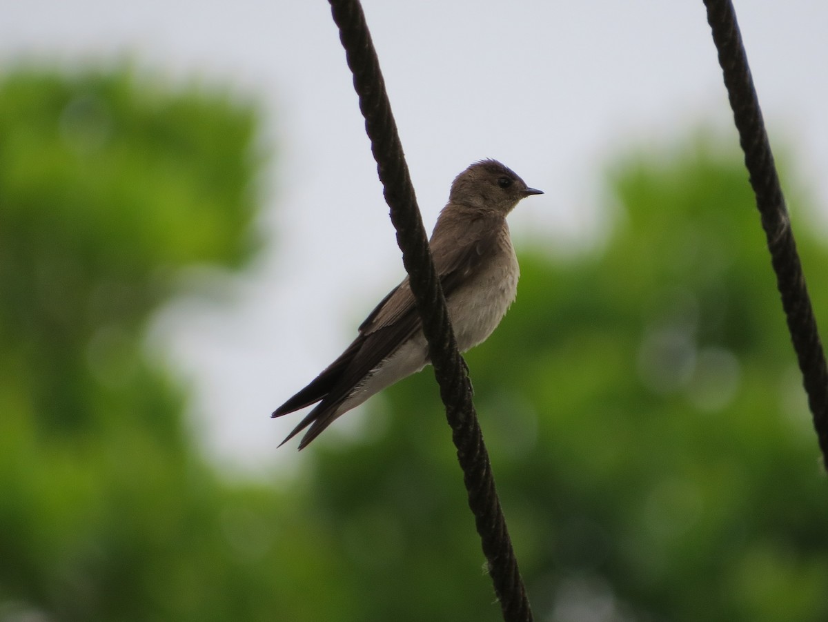 Northern Rough-winged Swallow - ML28060141
