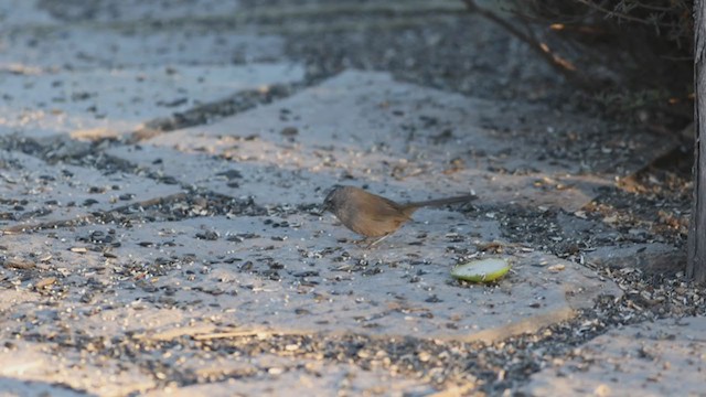 Wrentit - ML280602071