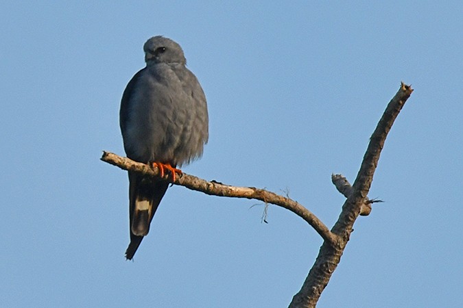 Plumbeous Kite - ML280602691