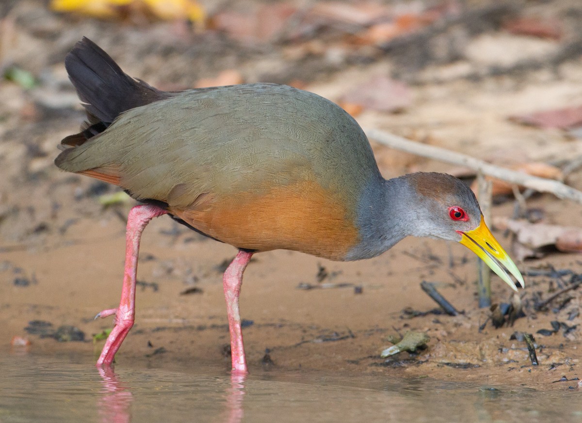 Gray-cowled Wood-Rail - ML280602811