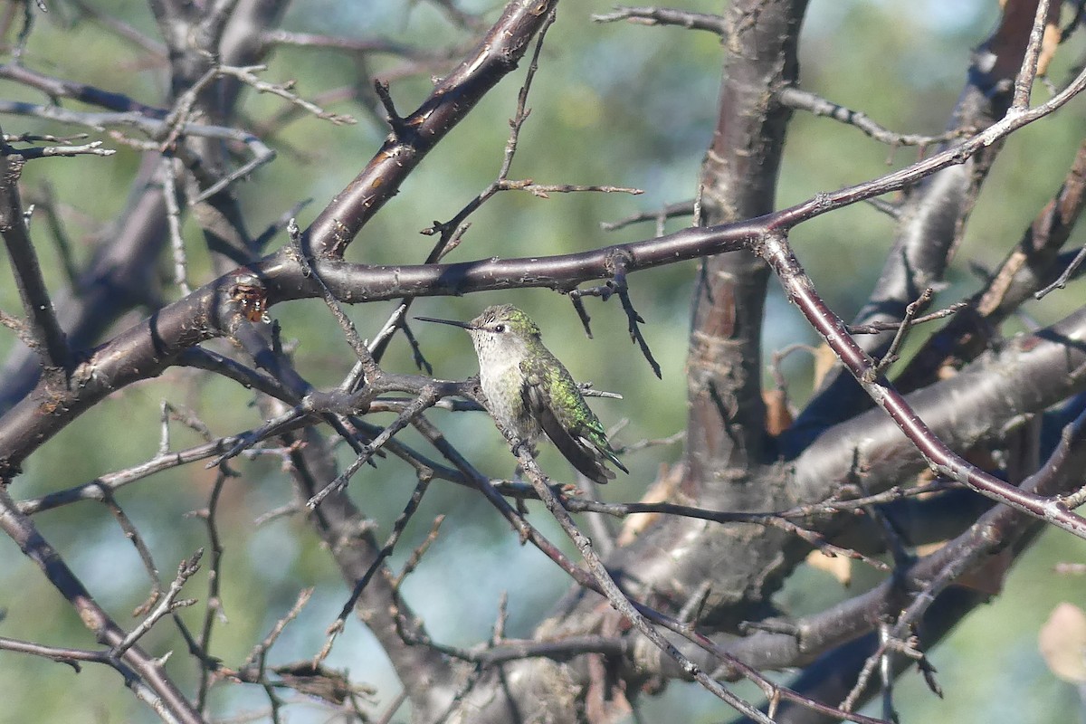 Anna's Hummingbird - ML280602821