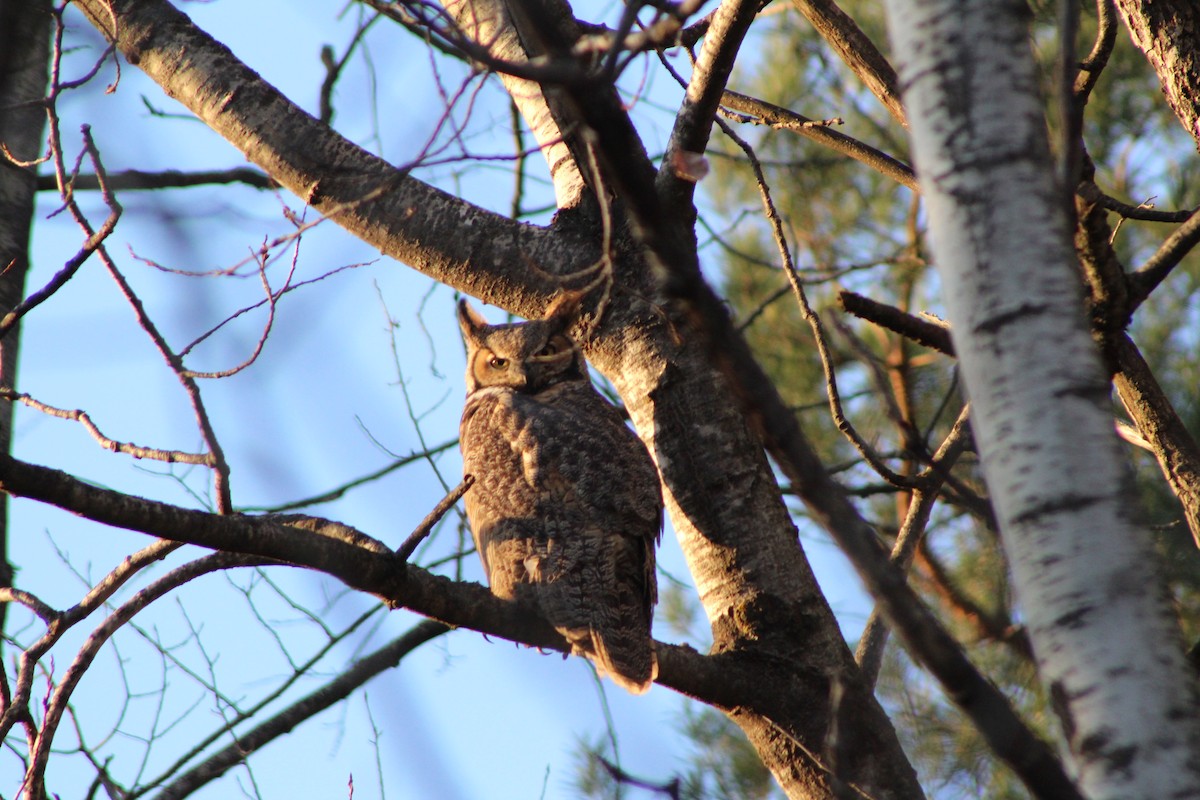 Great Horned Owl - ML280602981