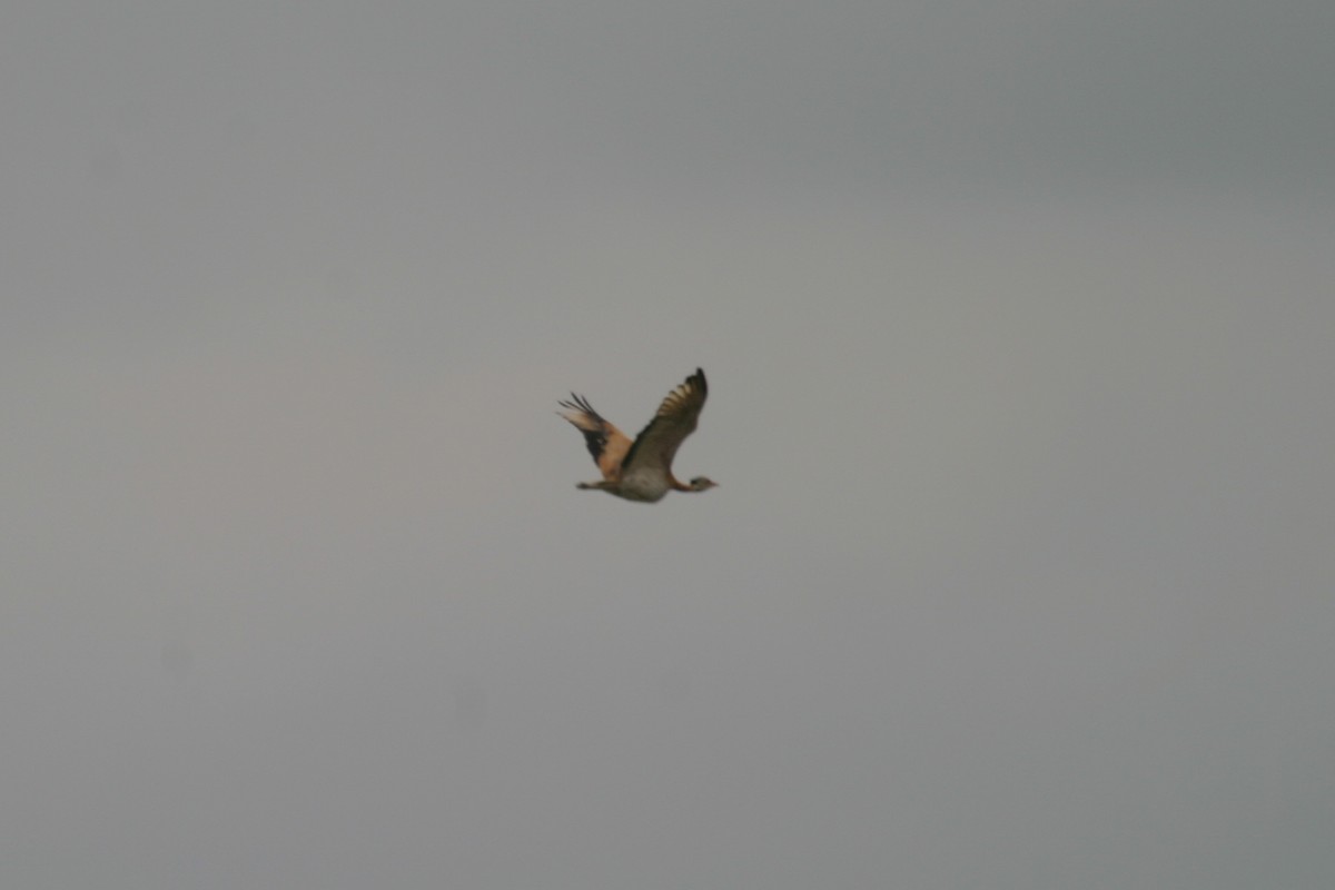 White-bellied Bustard - ML280603871