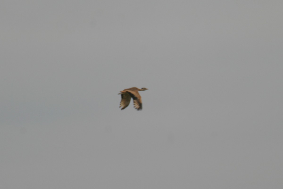 White-bellied Bustard - ML280603911