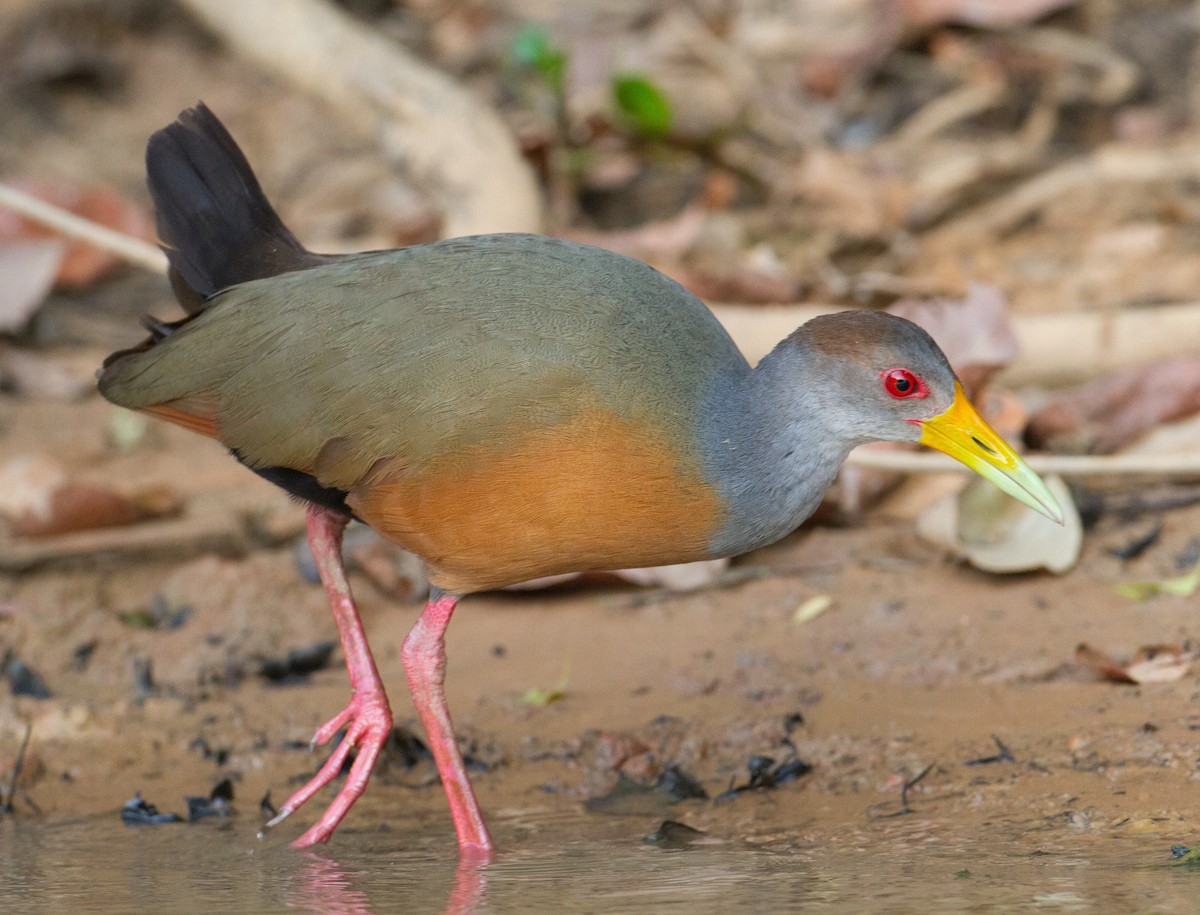 Gray-cowled Wood-Rail - ML280604011