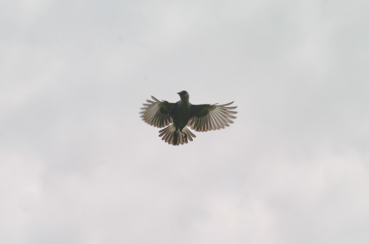 Congo Moor Chat - ML280604051