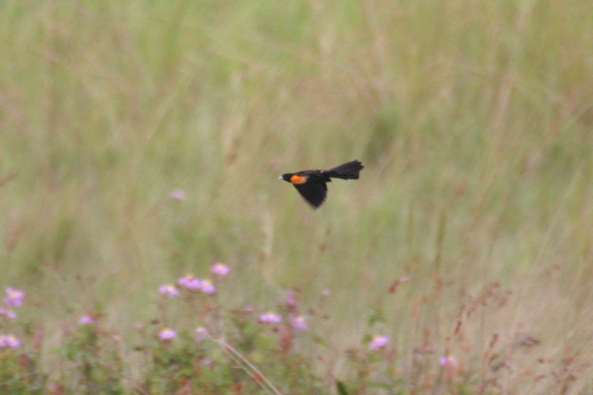 Marsh Widowbird - ML280604071