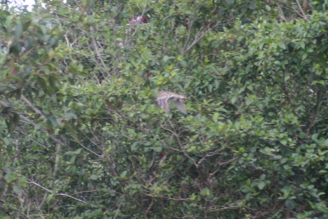 Great Snipe - ML280604091