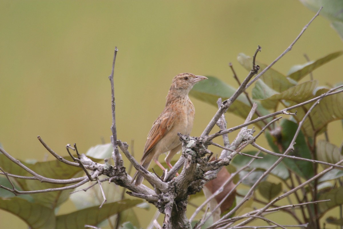 Plains Lark (Malbrant's) - ML280604191