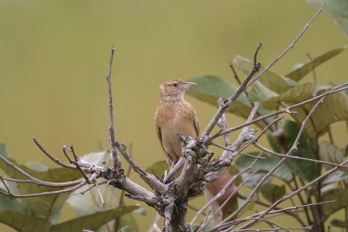 Plains Lark (Malbrant's) - ML280604211